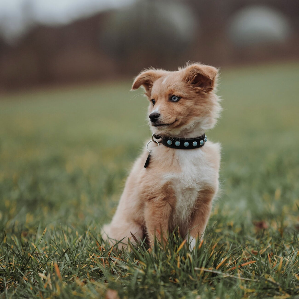 Hundehalsband Modica aus Leder