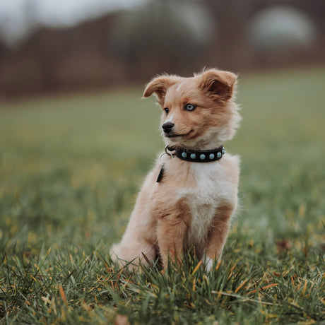 Hundehalsband Modica aus Leder