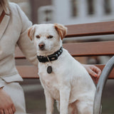 Hundehalsband Modica aus Leder