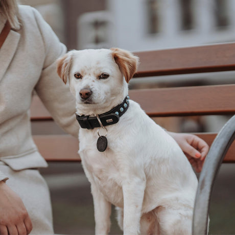 Hundehalsband Modica aus Leder