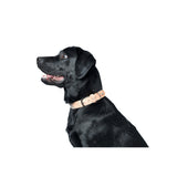 Hundehalsband Trino