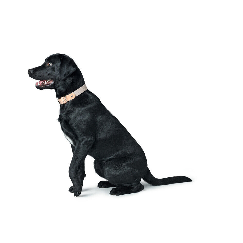 Hundehalsband Trino