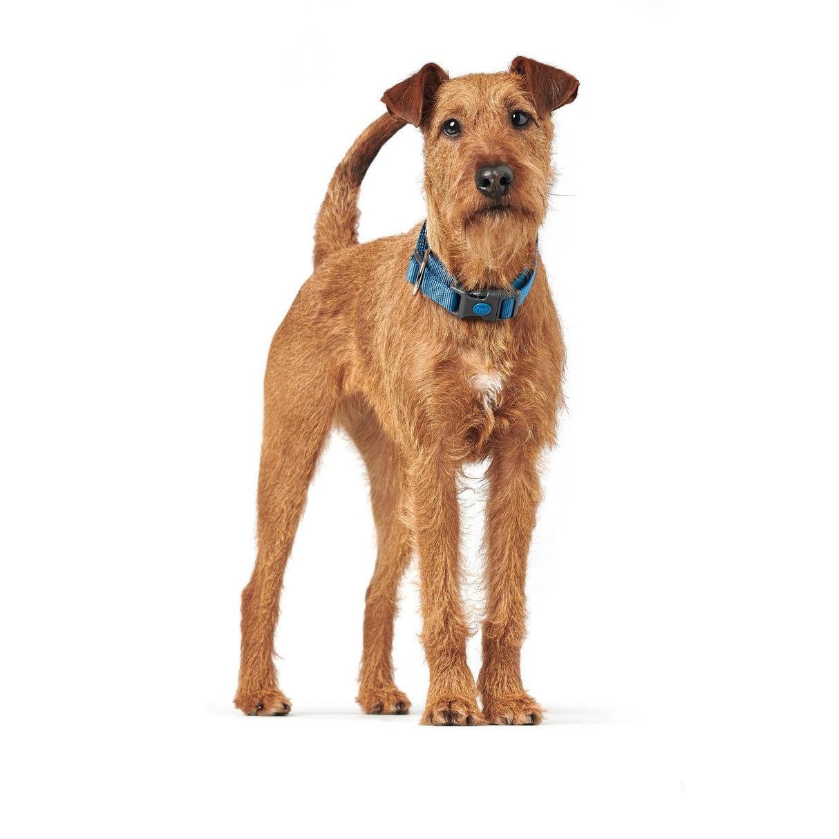 Hunter Hundehalsung London Vario Plus