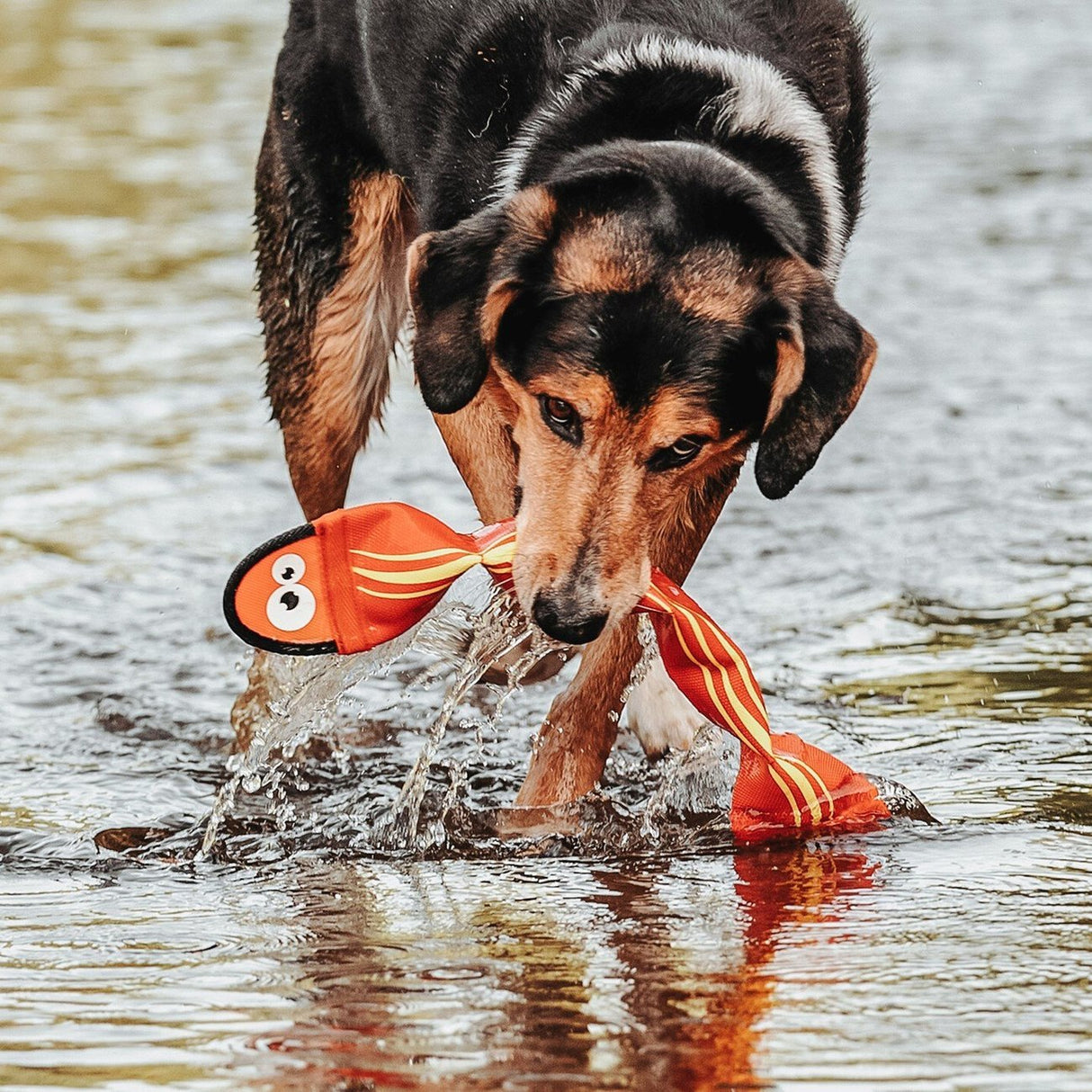 Hunter Hundespielzeug Aqua Mindelo