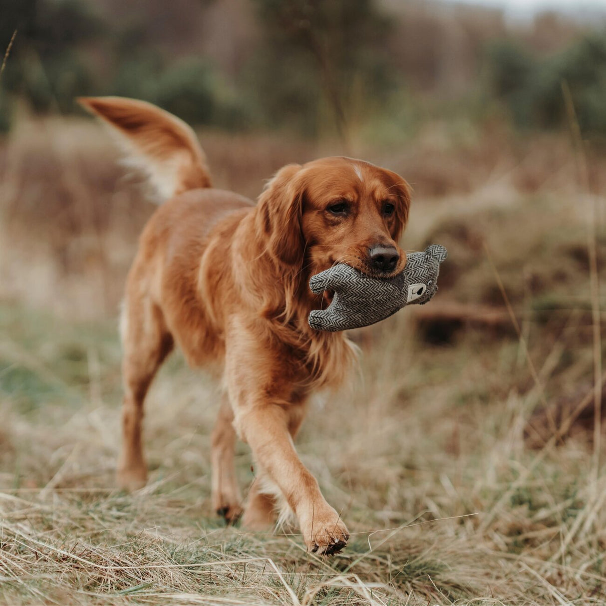 Hundespielzeug Billund Plüsch