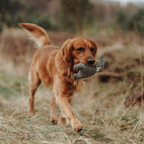 Hundespielzeug Billund Plüsch