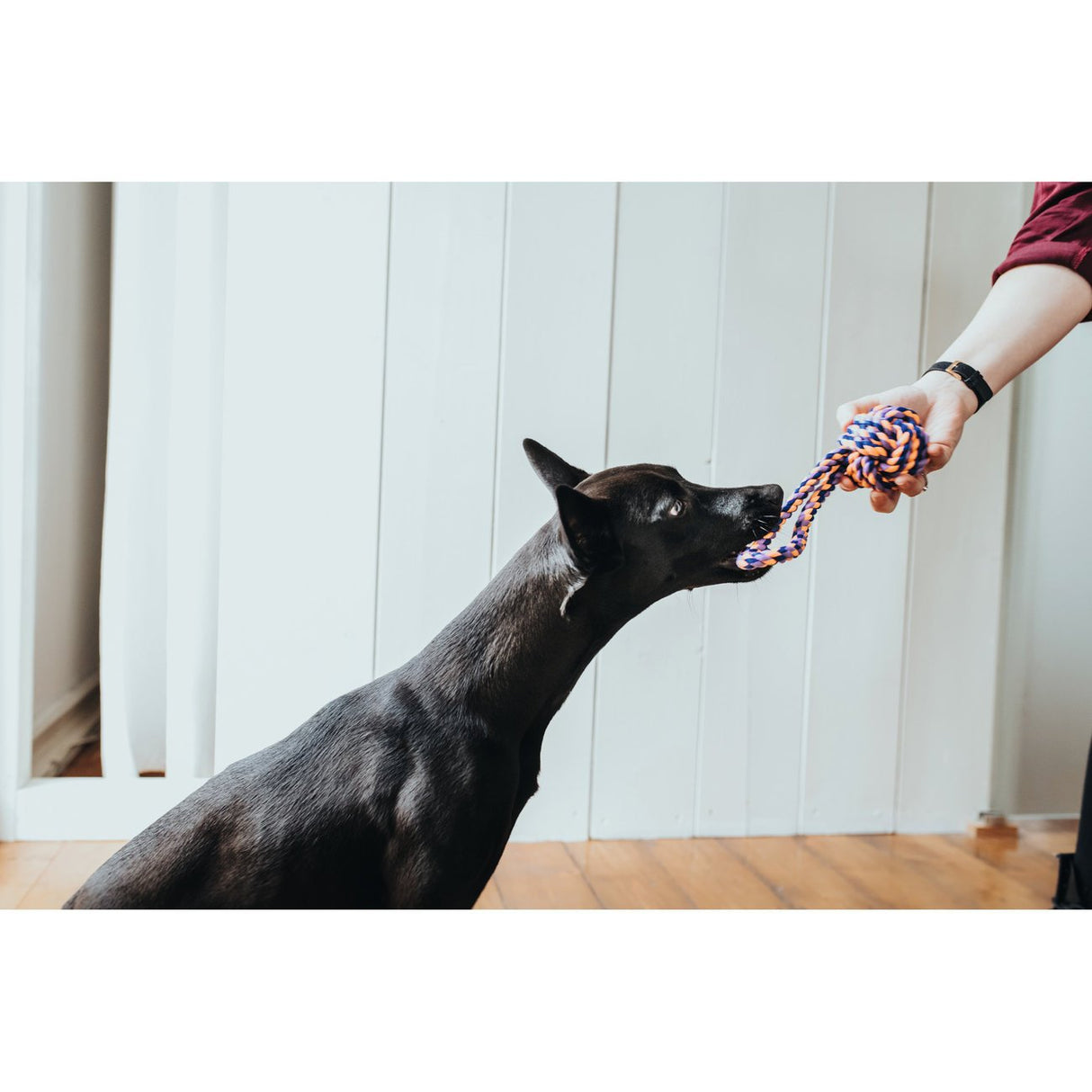 Hunter Hundespielzeug Jena – Ball mit Handschlaufe, Gr. S: 21 cm