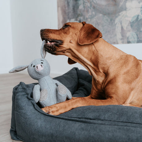 Hundespielzeug Marle