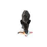 Hunter Hundespielzeug Muli – Löwe, 18 cm