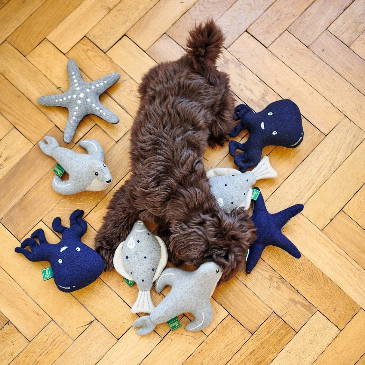 Hundespielzeug Skagen – Seestern, 20 cm, grau/blau