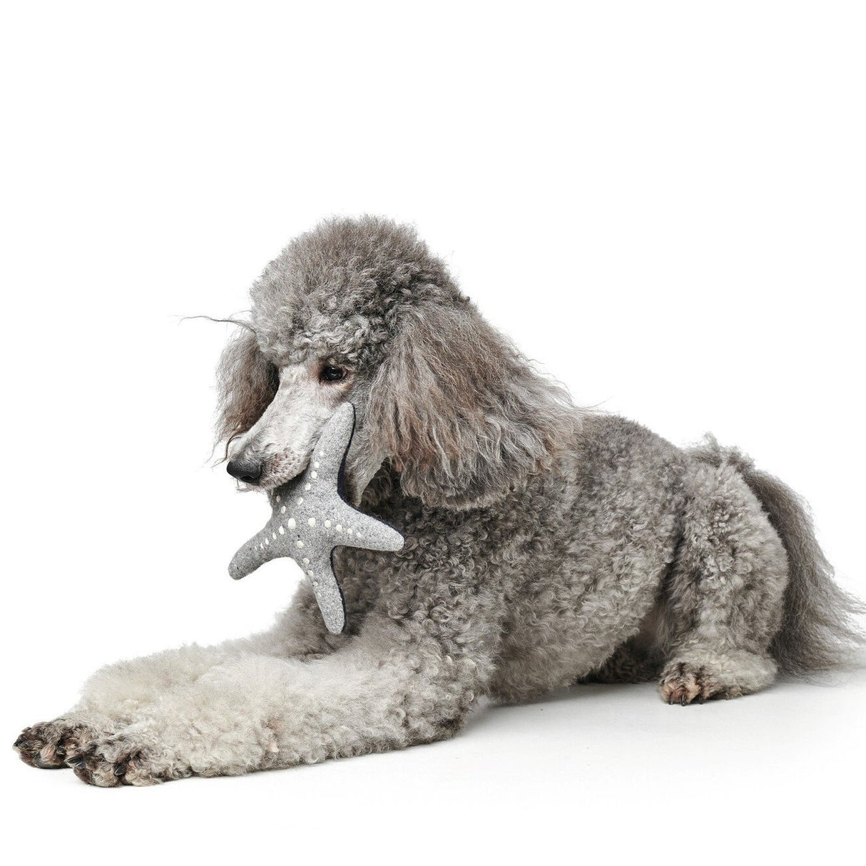Hundespielzeug Skagen – Seestern, 20 cm, grau/blau