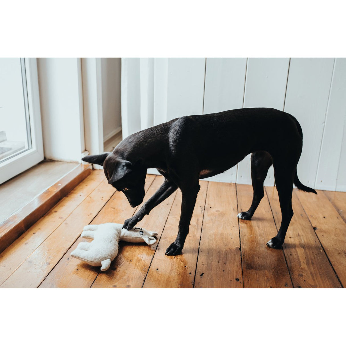 Hunter Hundespielzeug Tirana