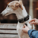 Leder Hundehalsband Madona