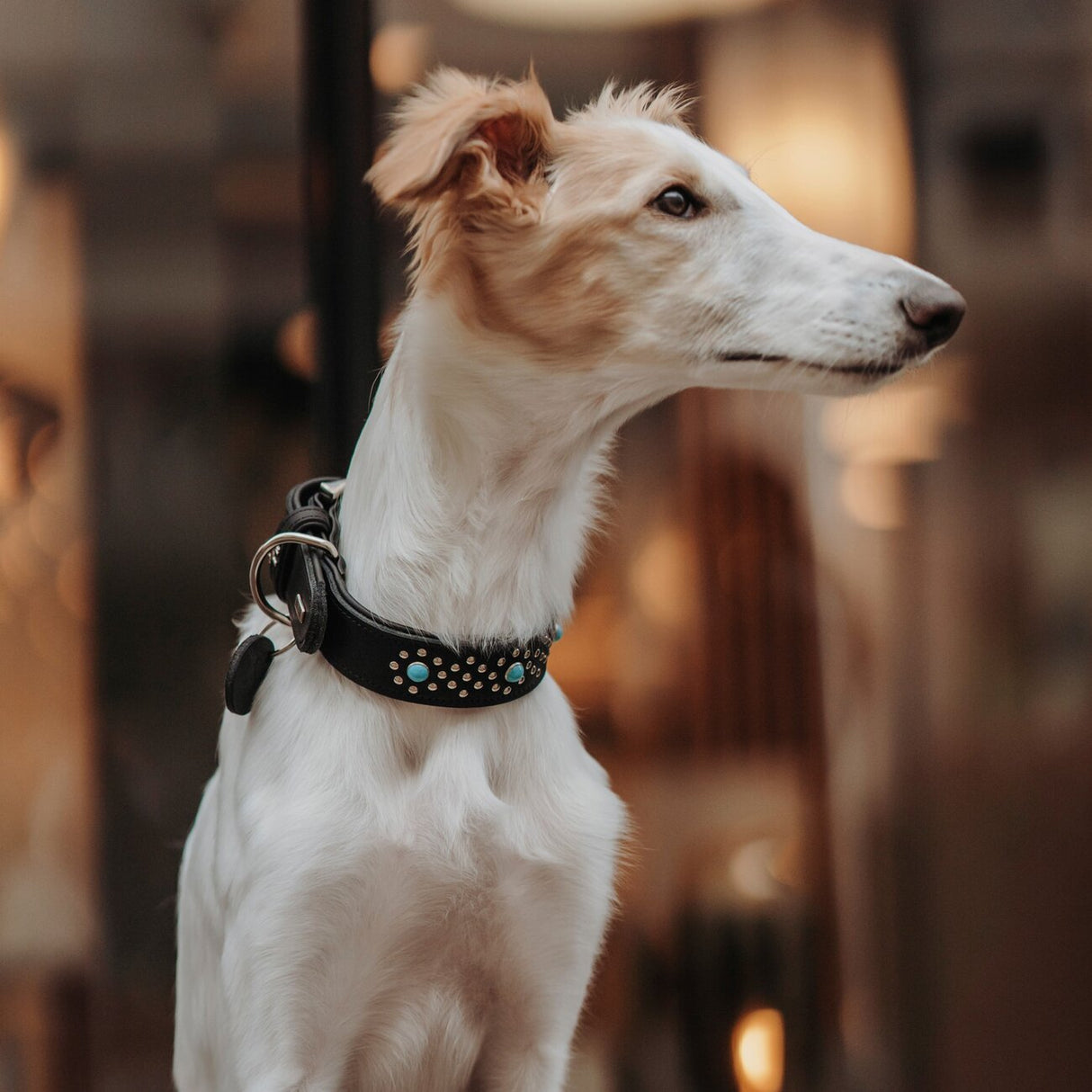 Leder Hundehalsband Madona