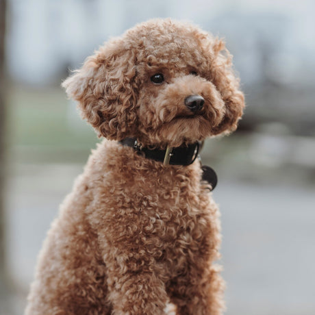 Leder Hundehalsband Mombasa