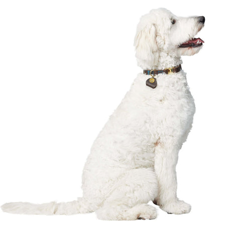 Sansibar Leder Halsung für Hunde