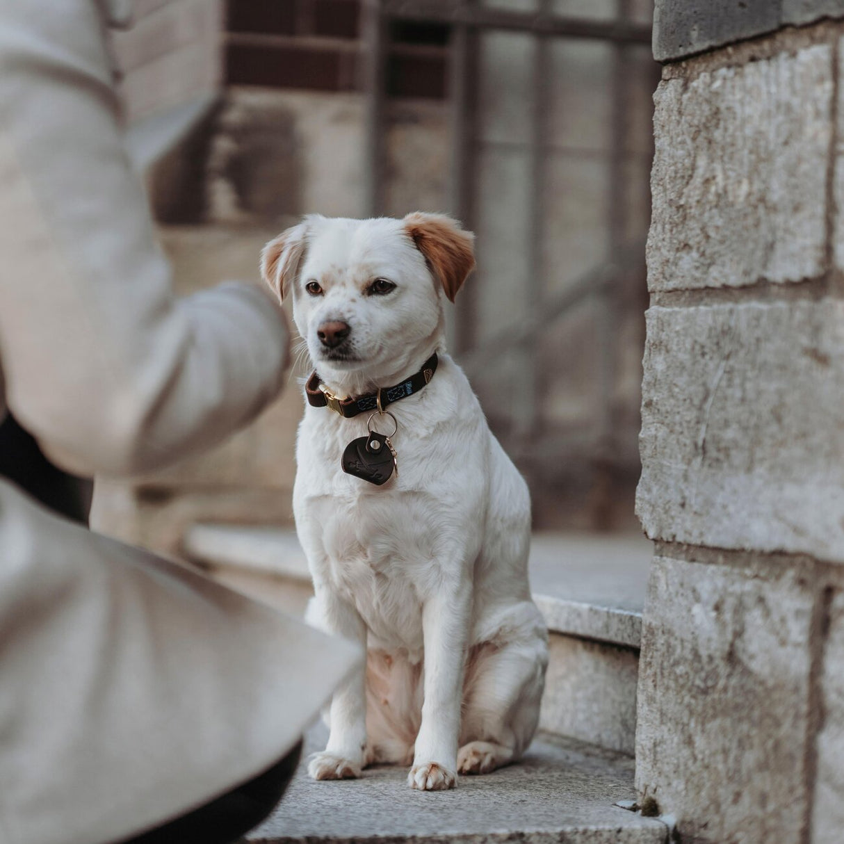 Sansibar Leder Halsung für Hunde
