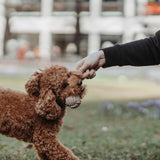 Schleuderball Inari für Hunde