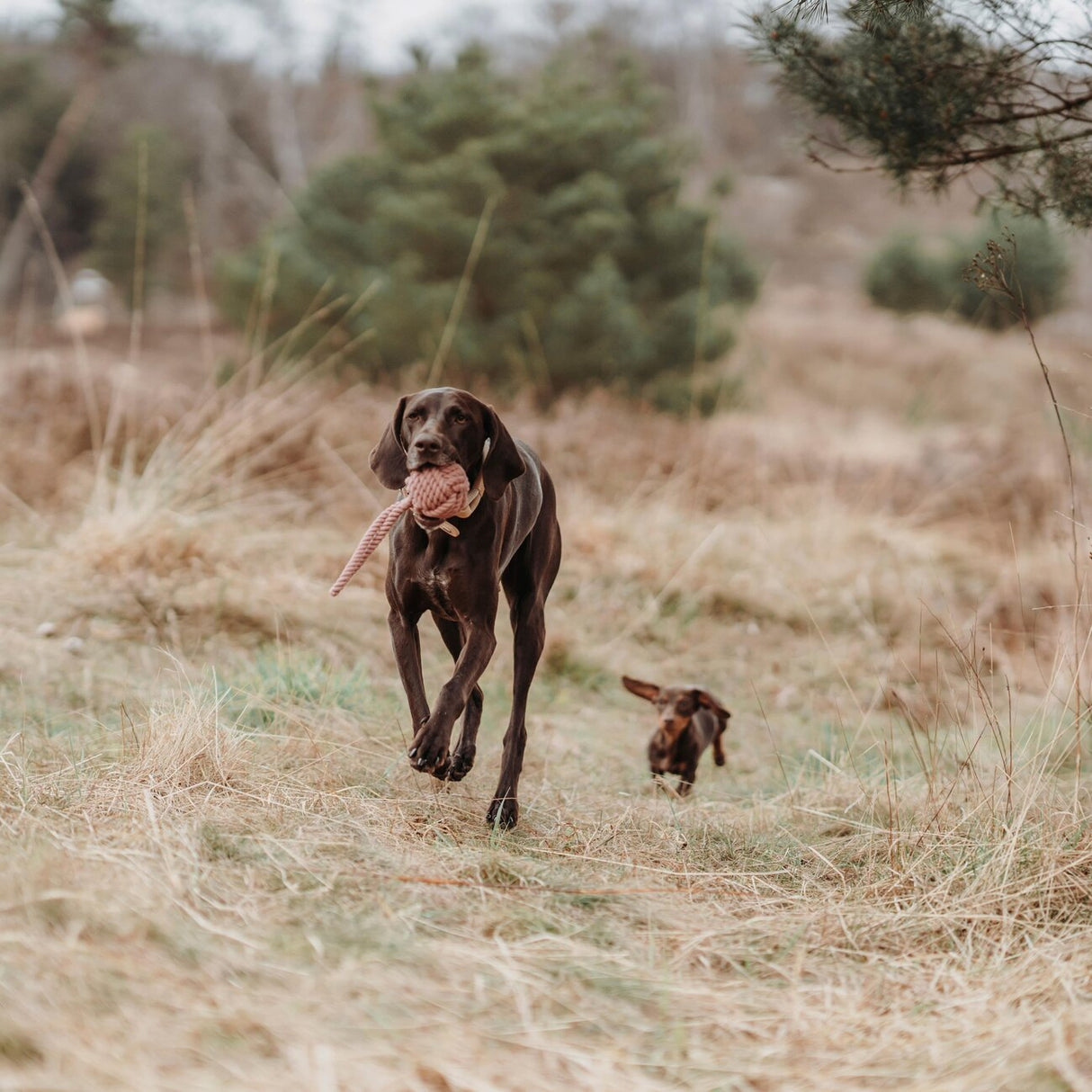 Schleuderball Inari für Hunde