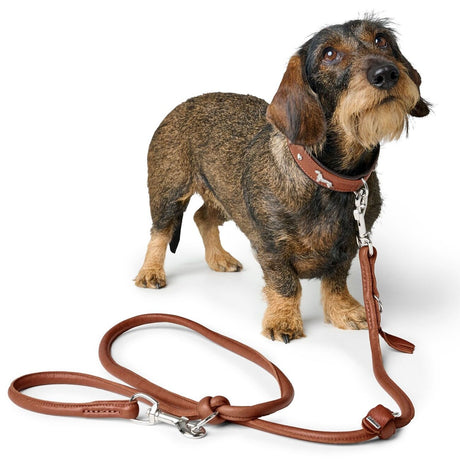 Teckel Halsband München