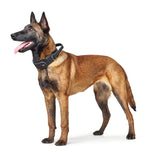 Hunter Trainingshalsband mit Griff Larvik