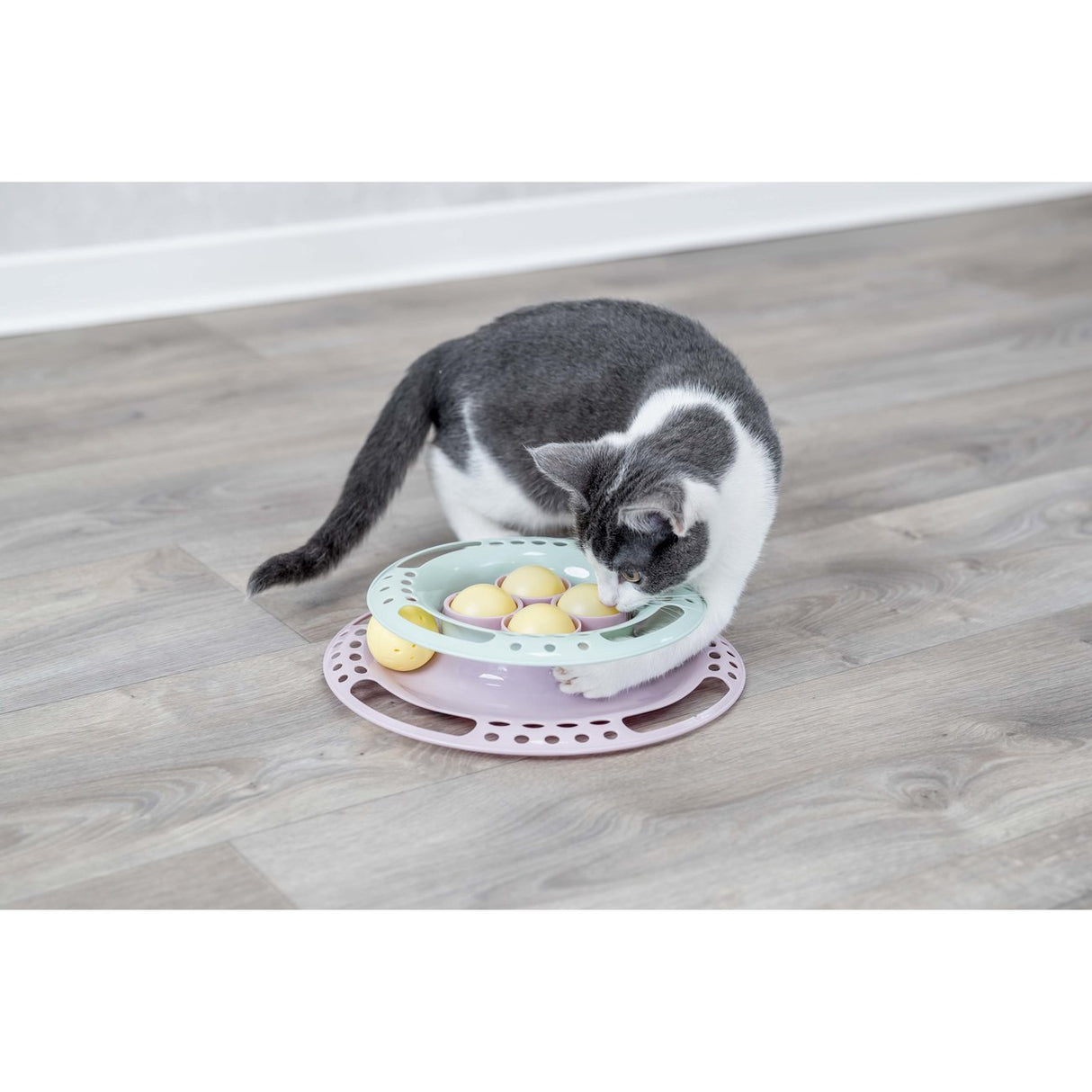Junior Kitten Circle Katzenspielzeug