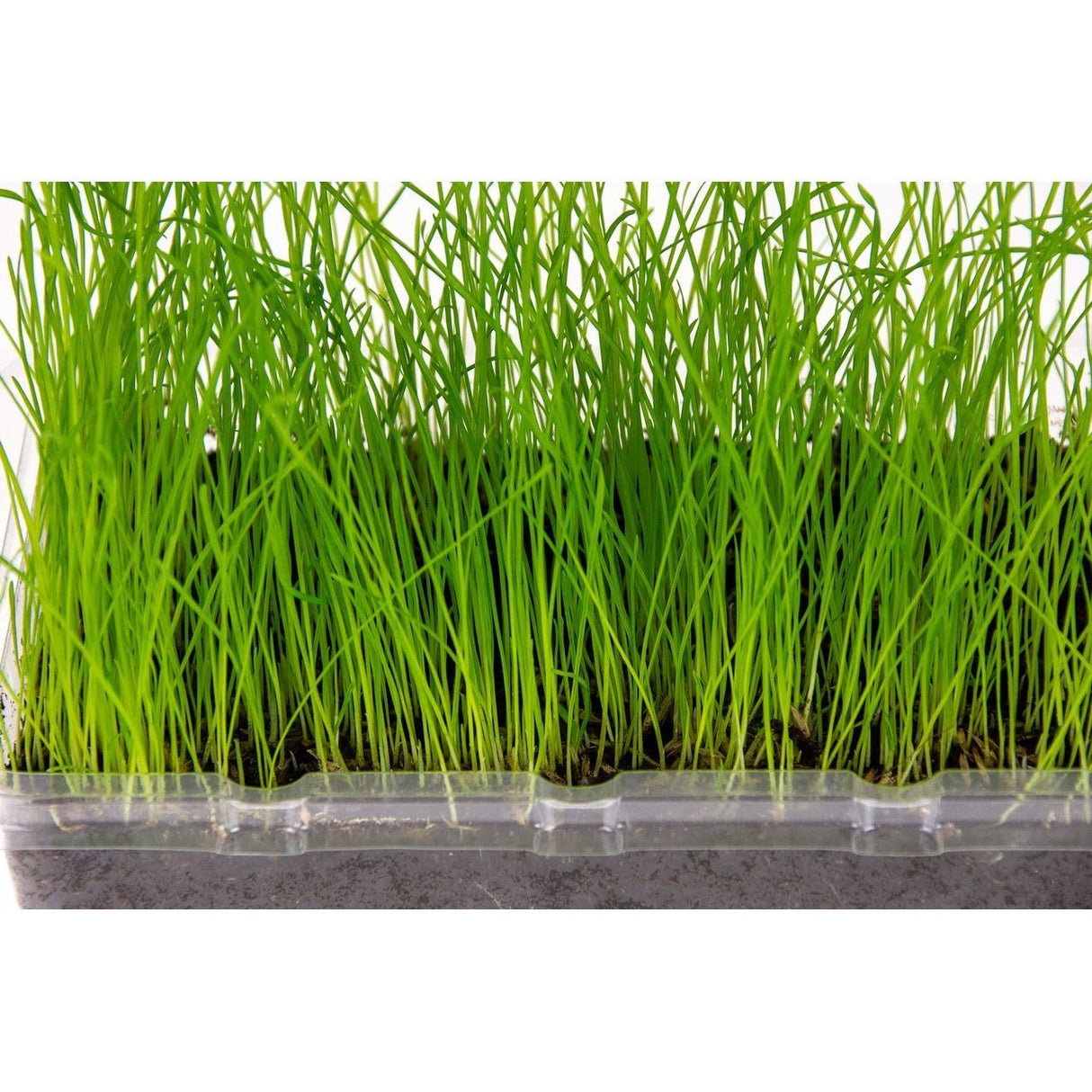 Katzengras Vital Bio – Anbauset