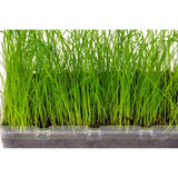 Katzengras Vital Bio – Anbauset