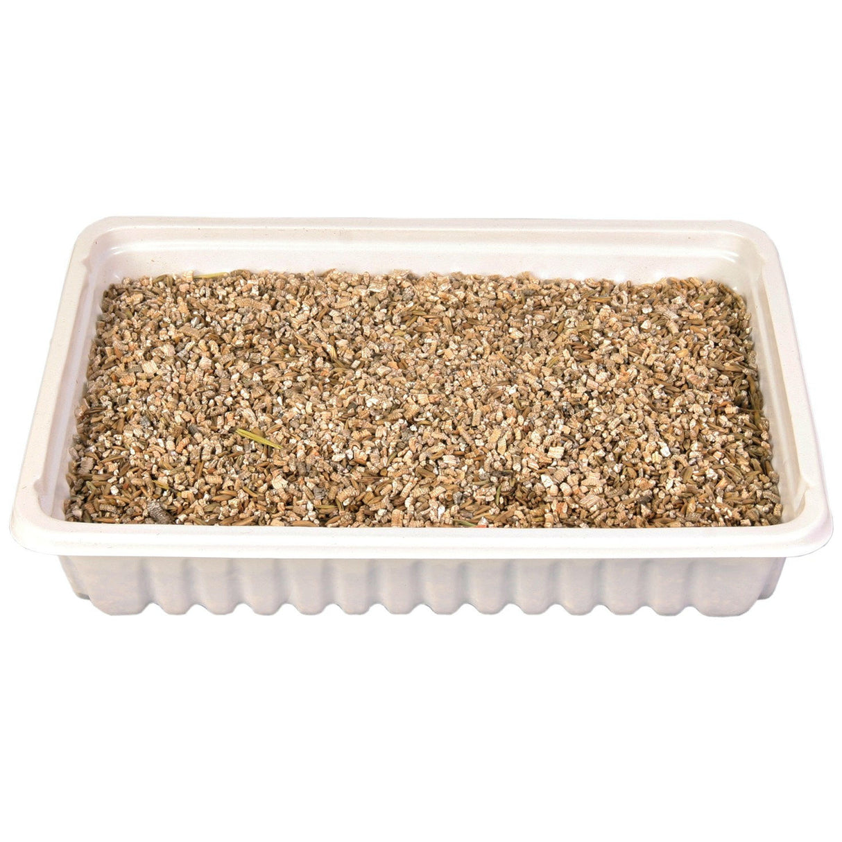 Katzengras