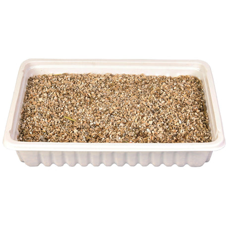 Katzengras