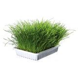 Katzengras Soft gras selber ziehen