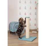 Kitten Katzenhaus Kubiko