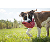 Flyer Hunde Frisbee