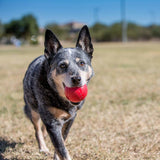 KONG Hundeball rot