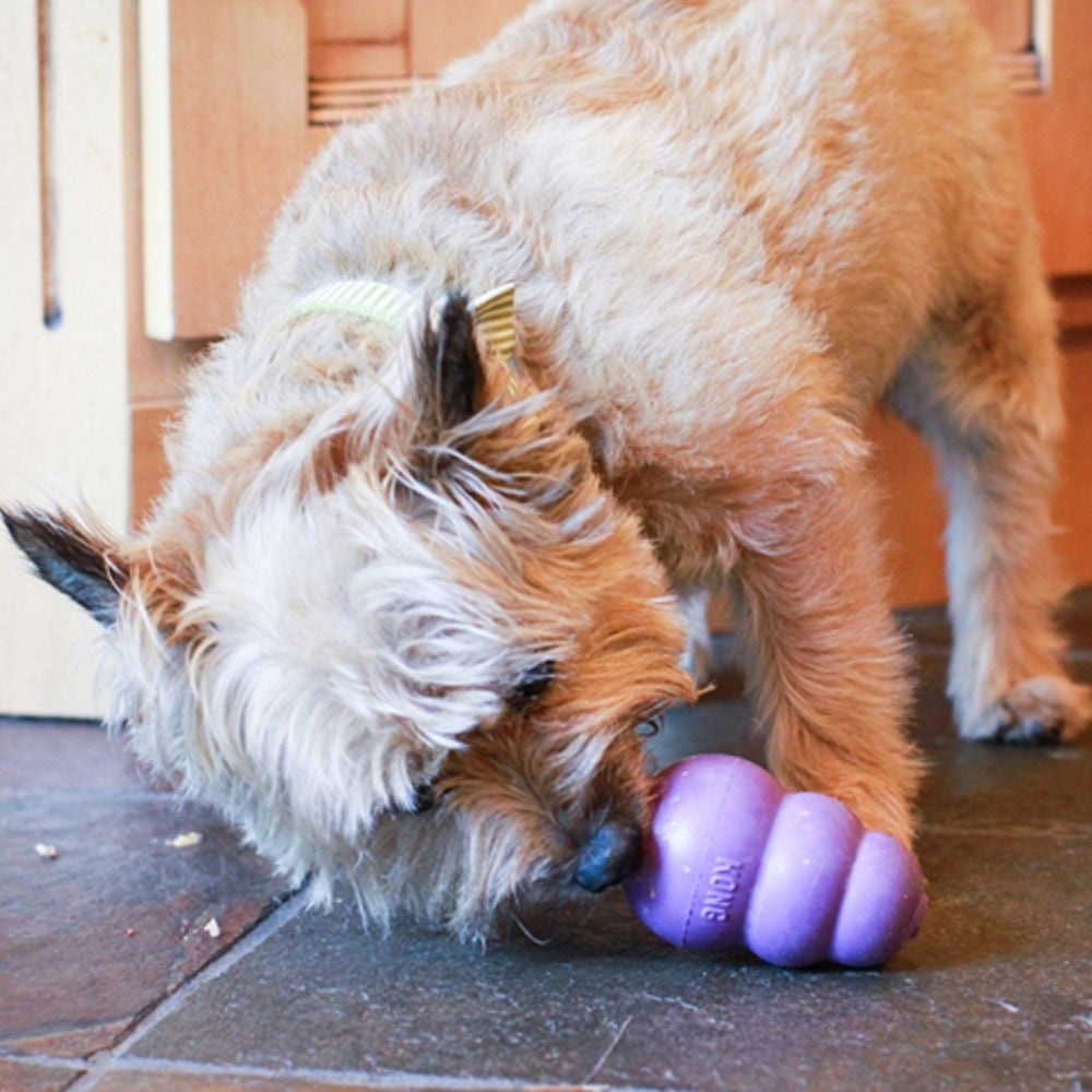 Senior Hundespielzeug