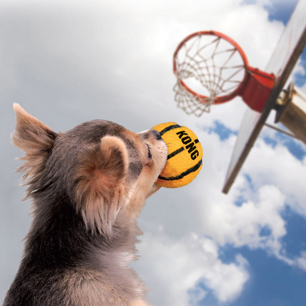 KONG Sport Balls für Hundebälle