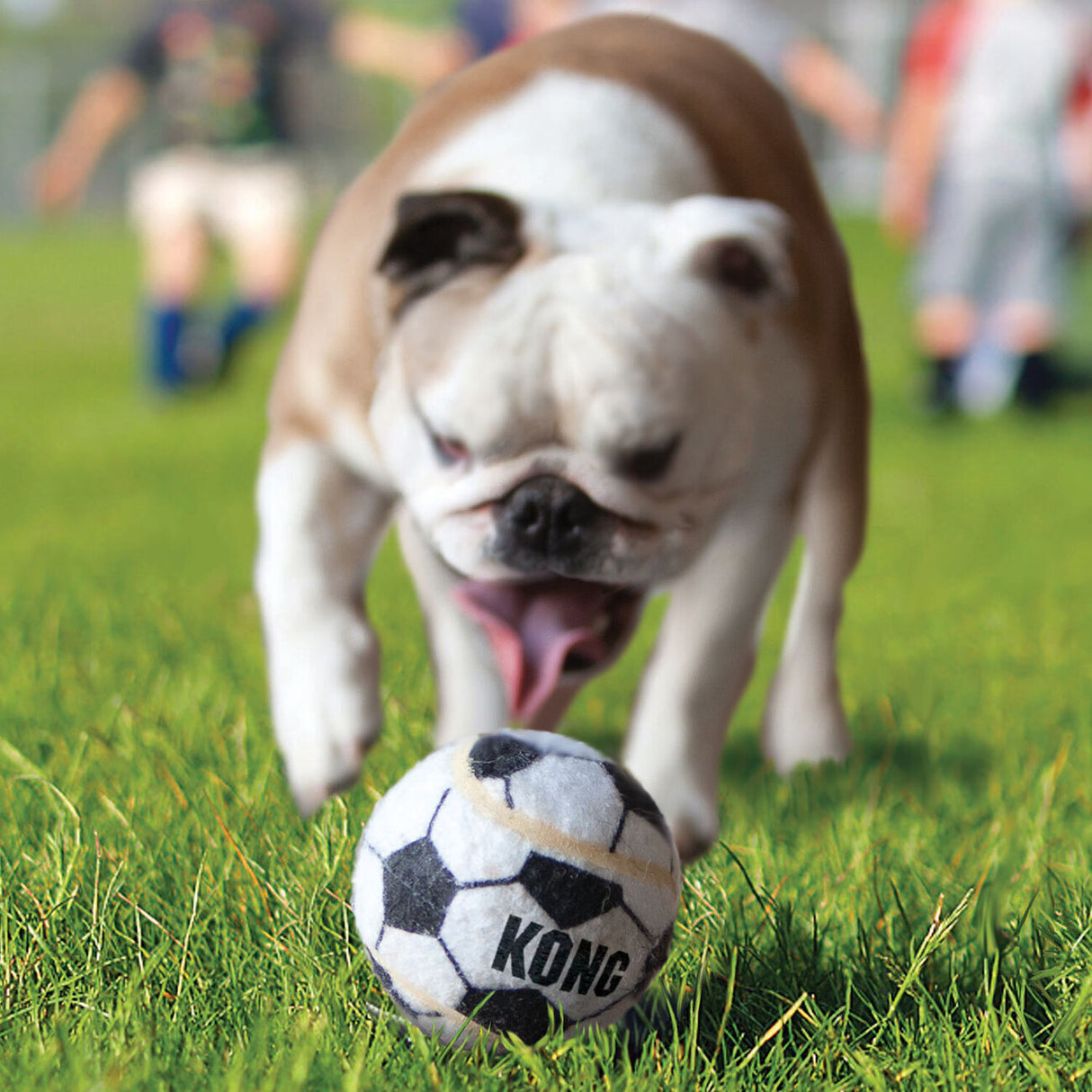KONG Sport Balls für Hundebälle