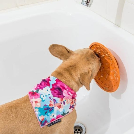 Splash Schlecknapf mit Saugnapf