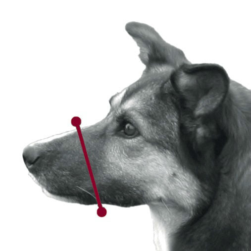 Maulkorb aus Kunststoff für Hunde