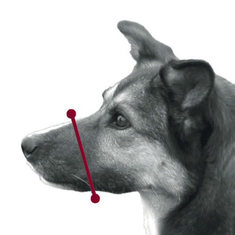 Maulkorb aus Kunststoff für Hunde
