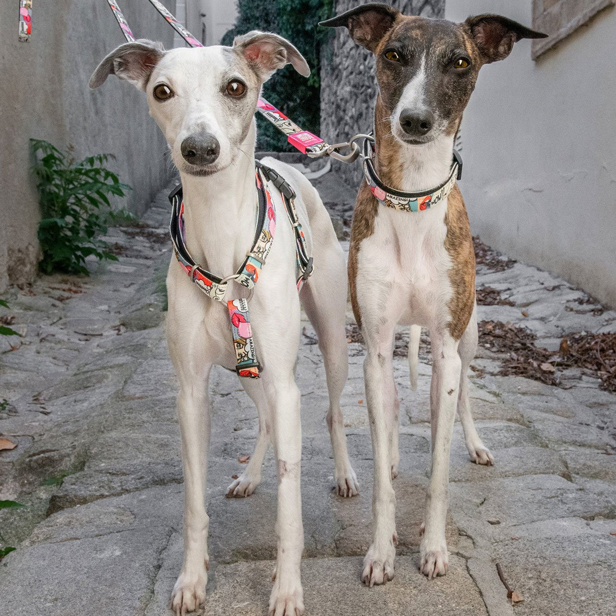 Max & Molly H-Geschirr für Hunde Missy Pop