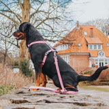 H-Geschirr Retro Pink