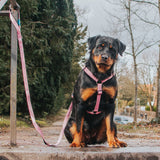 H-Geschirr Retro Pink