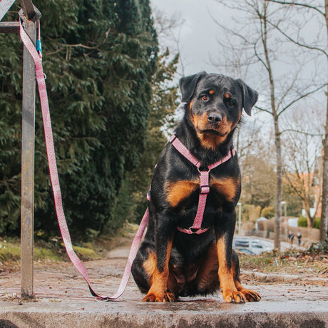 H-Geschirr Retro Pink