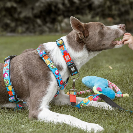 Max & Molly Hunde H-Geschirr Little Monsters