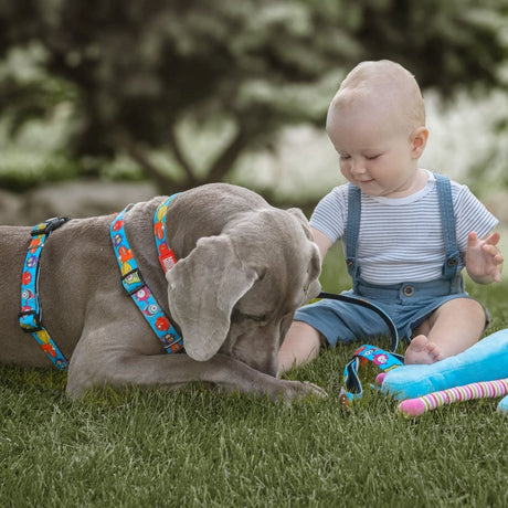 Max & Molly Hunde H-Geschirr Little Monsters