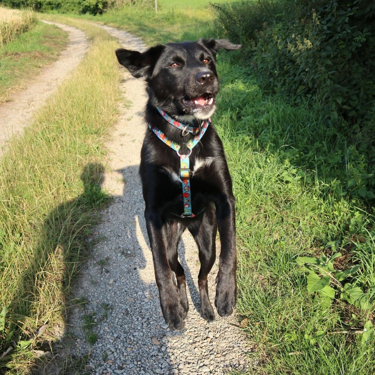 Max & Molly Hunde H-Geschirr Little Monsters
