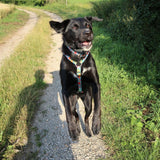 Max & Molly Hunde H-Geschirr Little Monsters