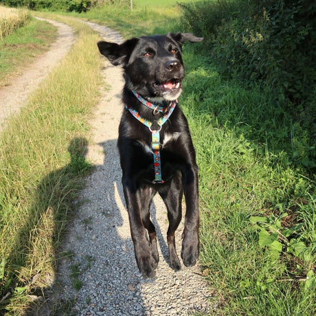 Max & Molly Hunde H-Geschirr Little Monsters
