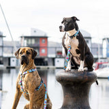 Hundehalsband mit Smart ID Blue Ocean